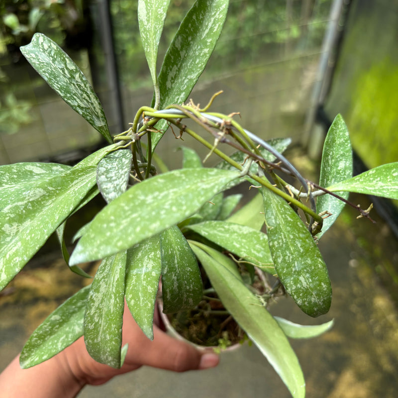 Hoya Lucyae "Sierra Bullones"