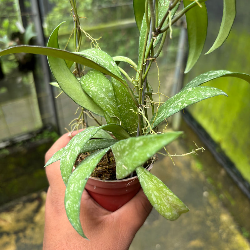 Hoya Lucyae "Sierra Bullones"