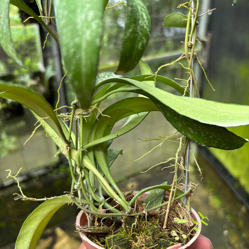 Hoya Lucyae "Sierra Bullones"