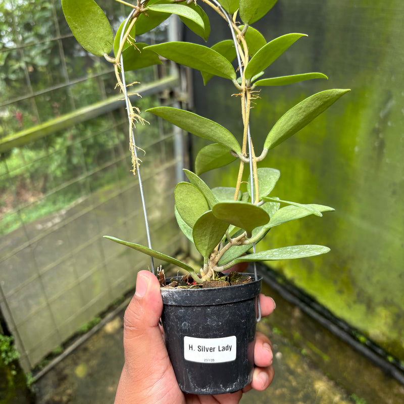 Hoya Lucyae "Sierra Bullones"