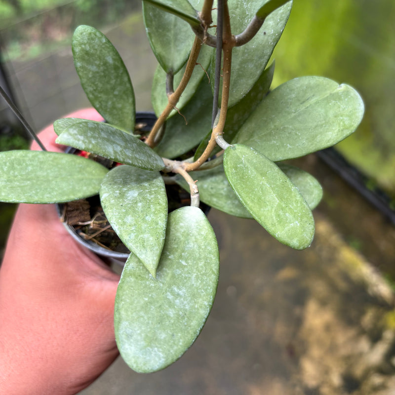 Hoya Silver Lady
