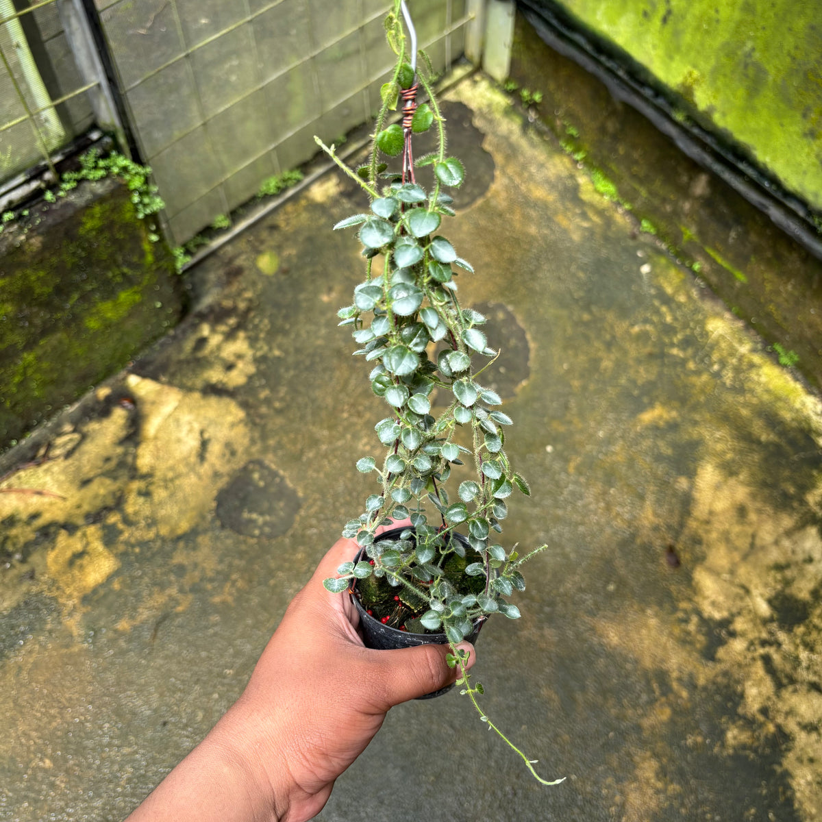 Hoya Papuahoya SP Papua 