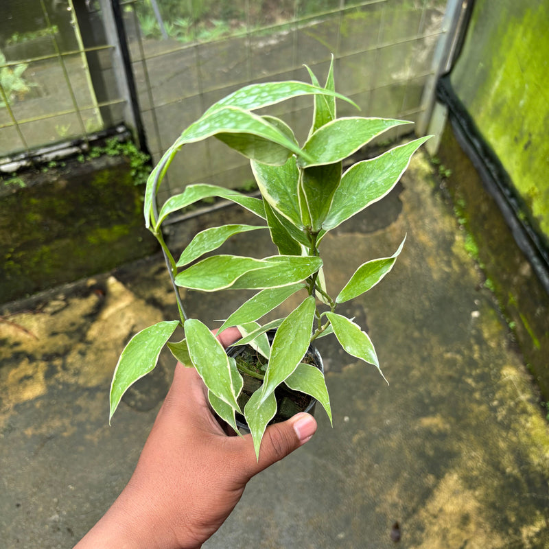 🎁 Hoya Polyneura Albomarginata (100% off)