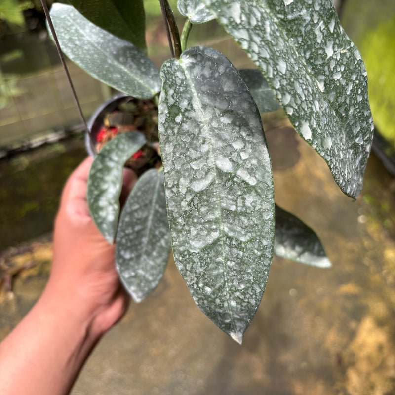 Hoya Stenakei Dark