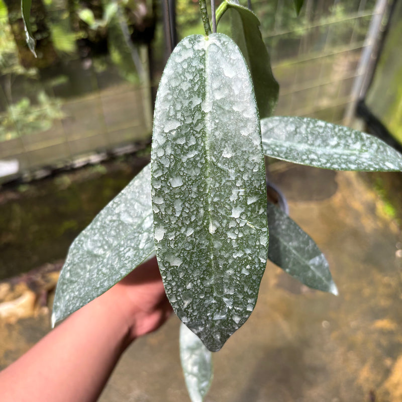 Hoya Stenakei Dark