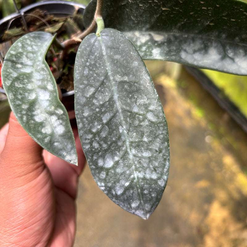 Hoya Stenakei Dark
