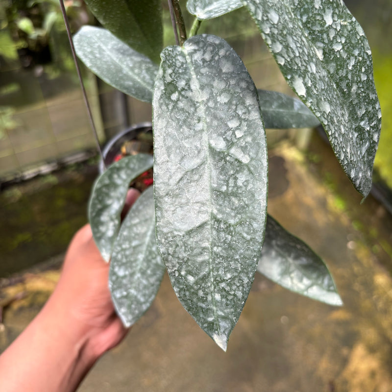 Hoya Stenakei Dark