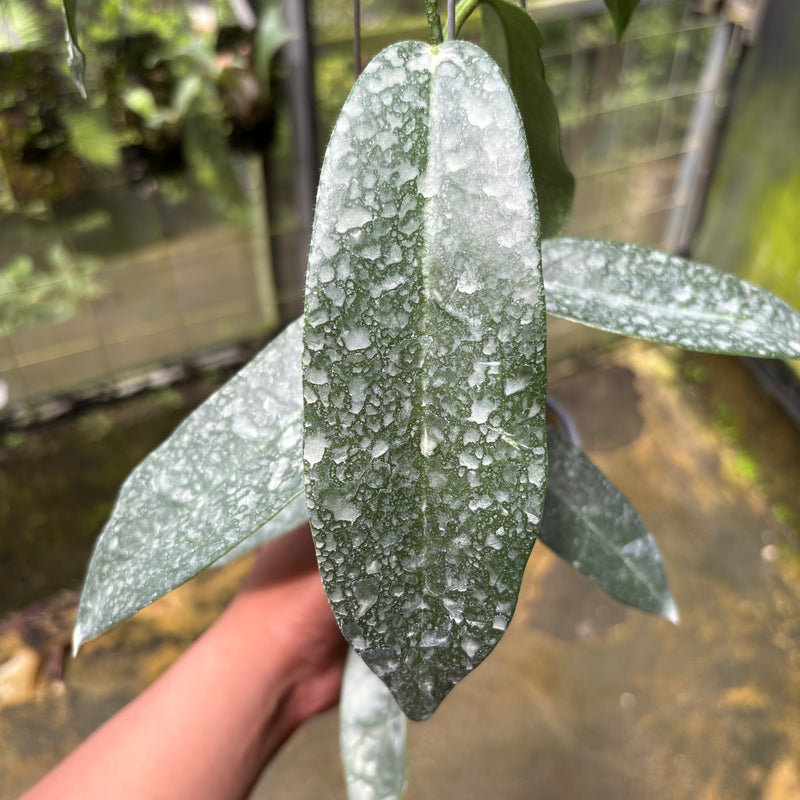 Hoya Stenakei Dark