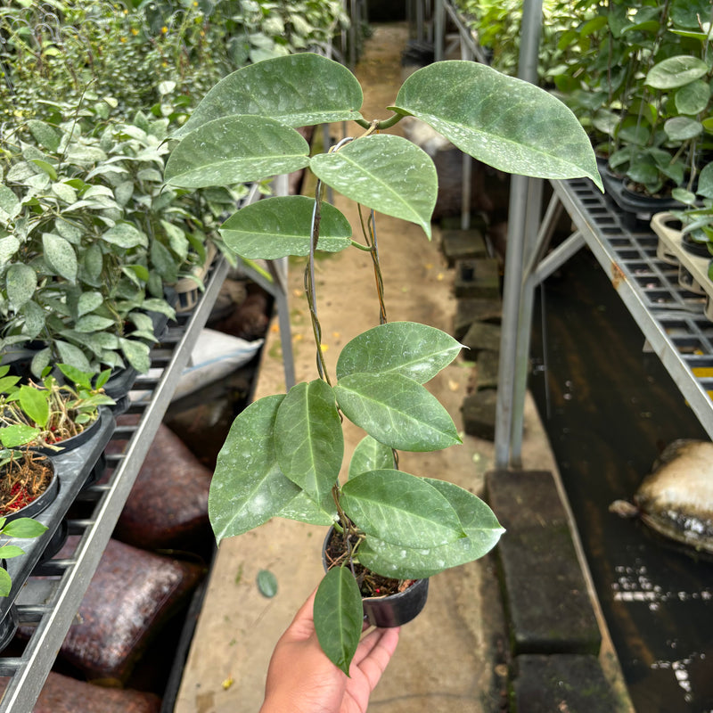 Hoya AFF Megalaster "VN-588"