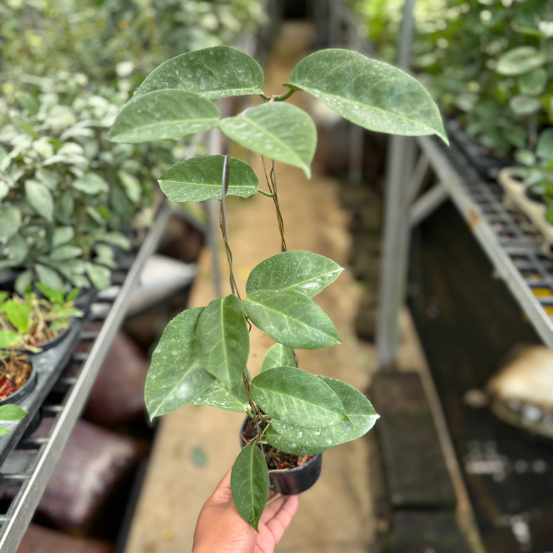 Hoya AFF Megalaster "VN-588"