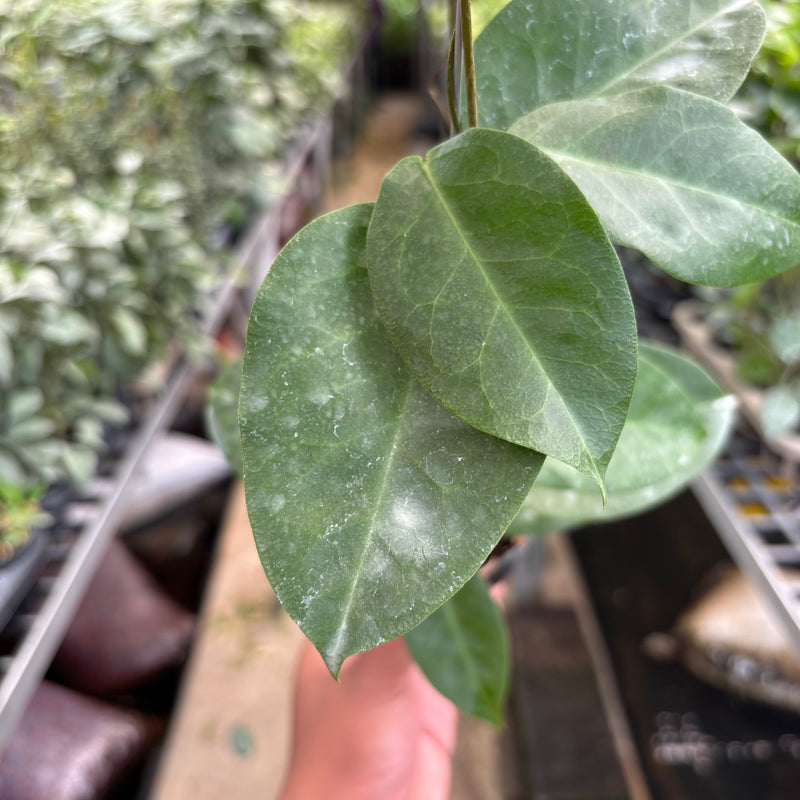 Hoya AFF Megalaster "VN-588"