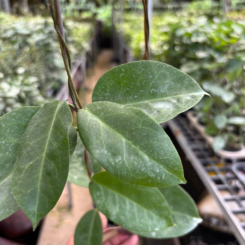 Hoya AFF Megalaster "VN-588"