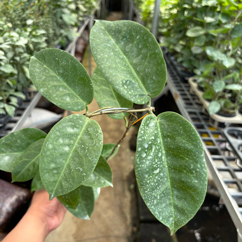 Hoya AFF Megalaster "VN-588"