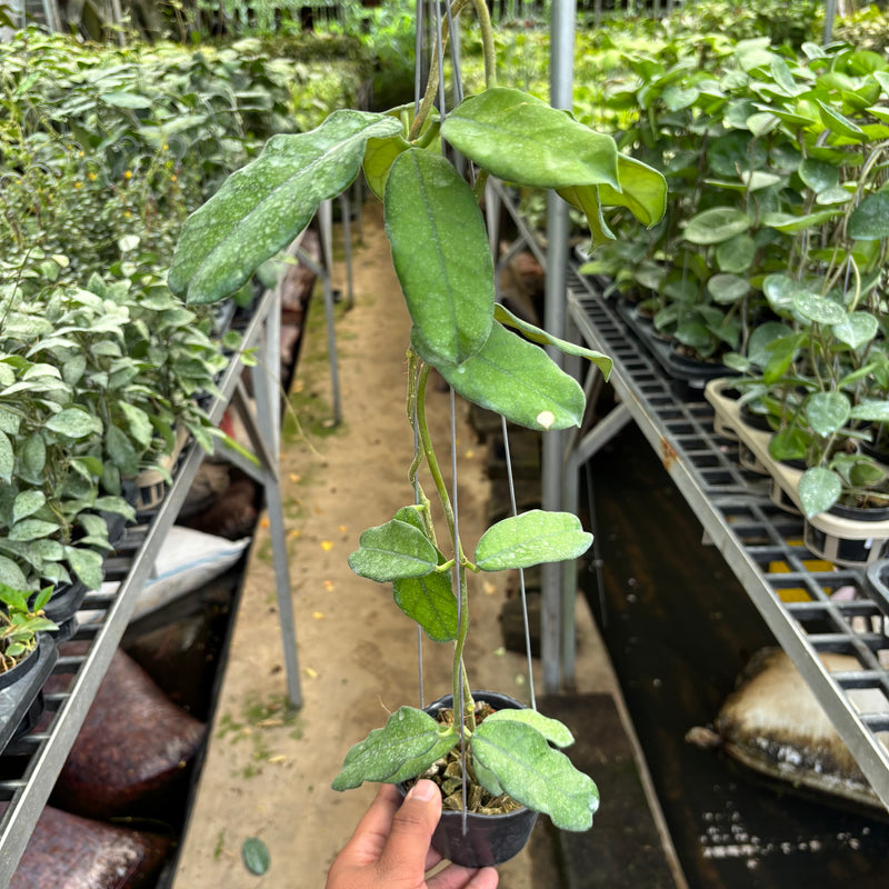 Hoya Villosa