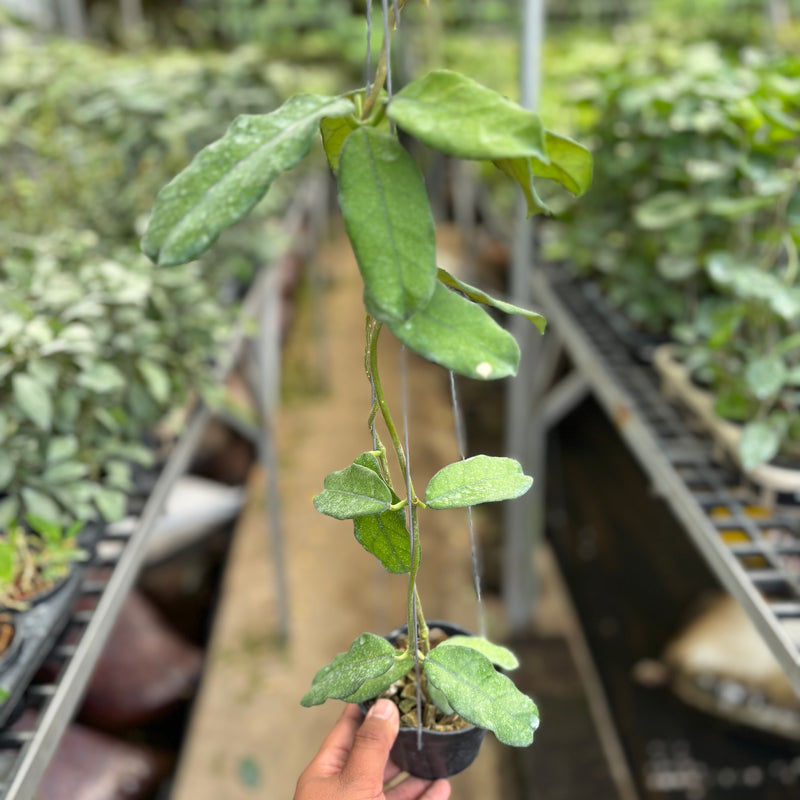 Hoya Villosa