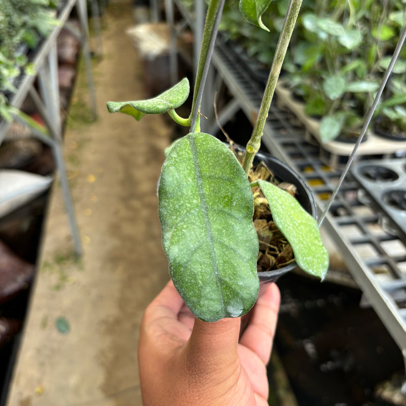 Hoya Villosa