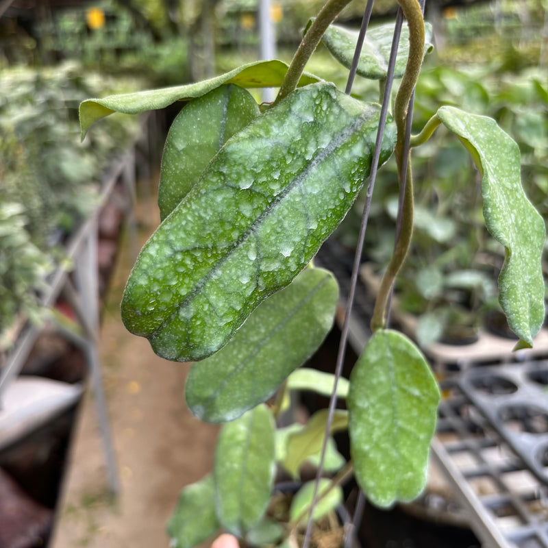 Hoya Villosa