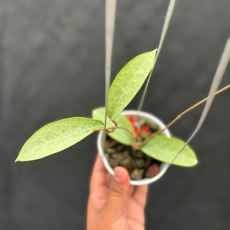 Hoya Potsii "Silver"