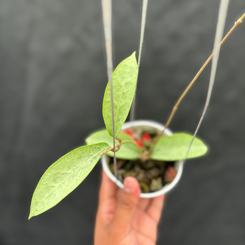 Hoya Potsii "Silver"