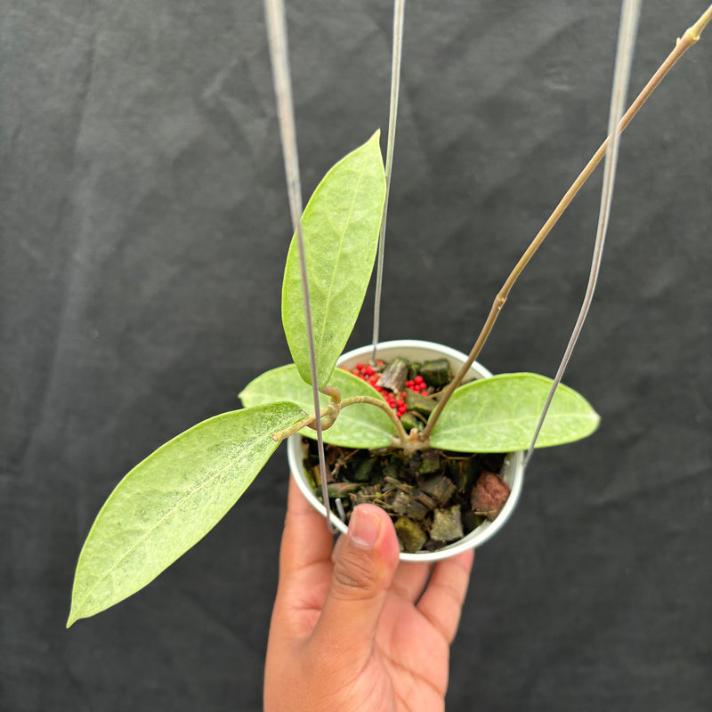 Hoya Potsii "Silver"