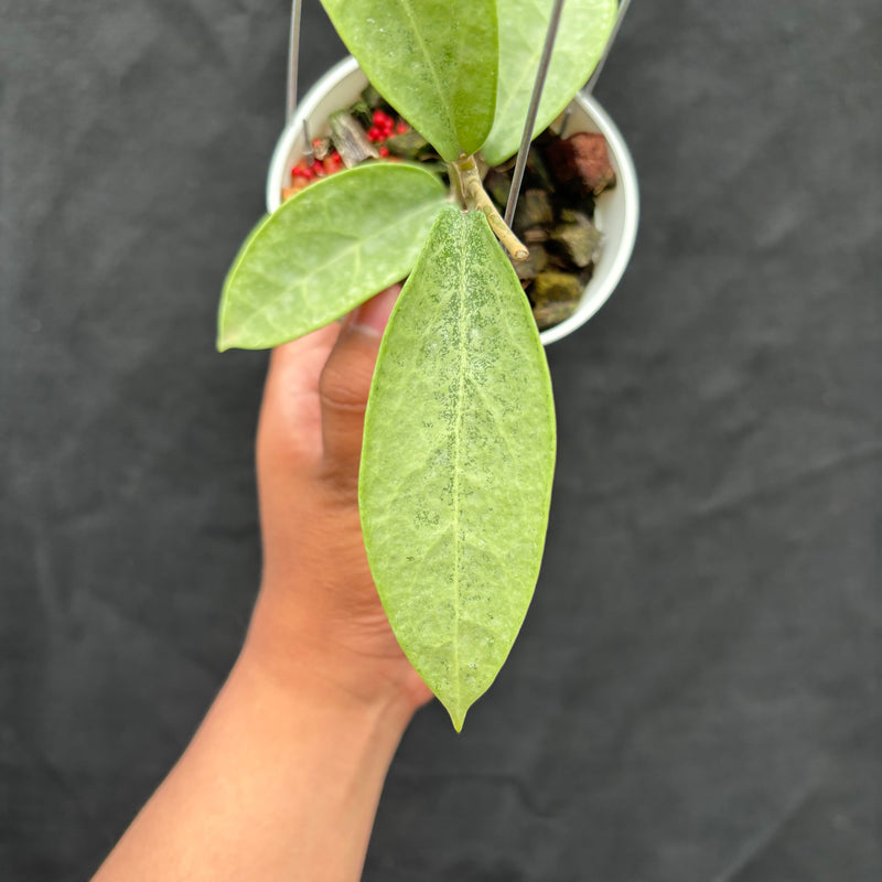 Hoya Potsii "Silver"