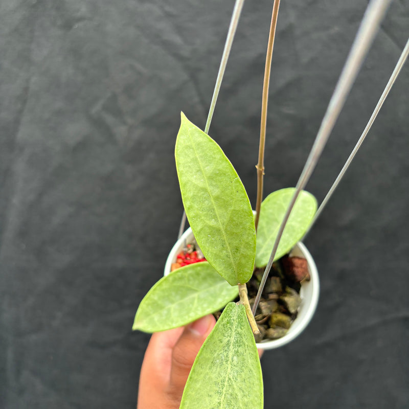 Hoya Potsii "Silver"