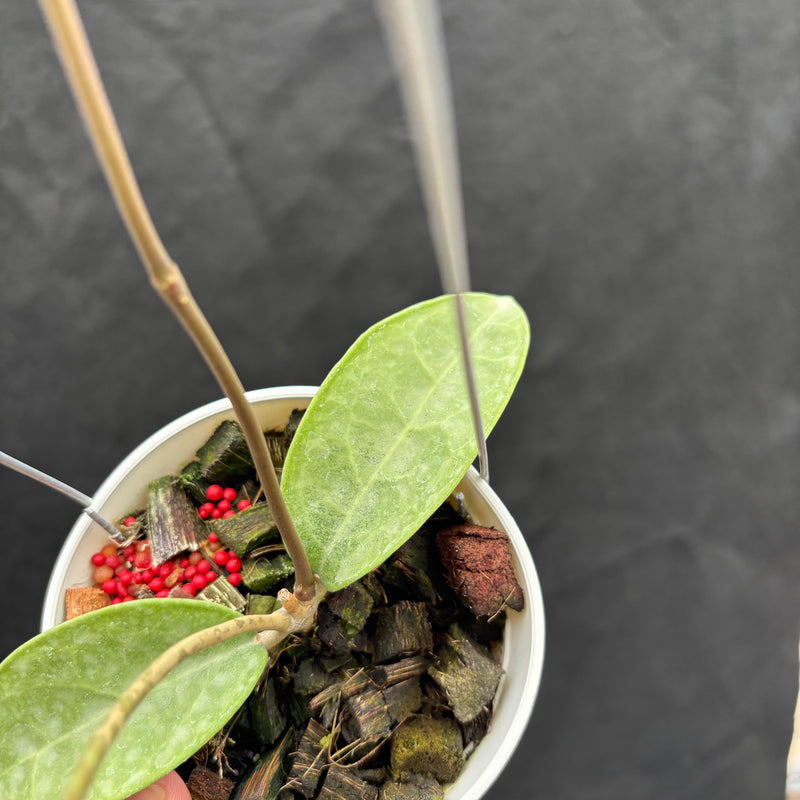 Hoya Potsii "Silver"