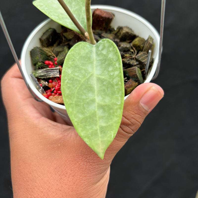 Hoya Potsii "Silver"