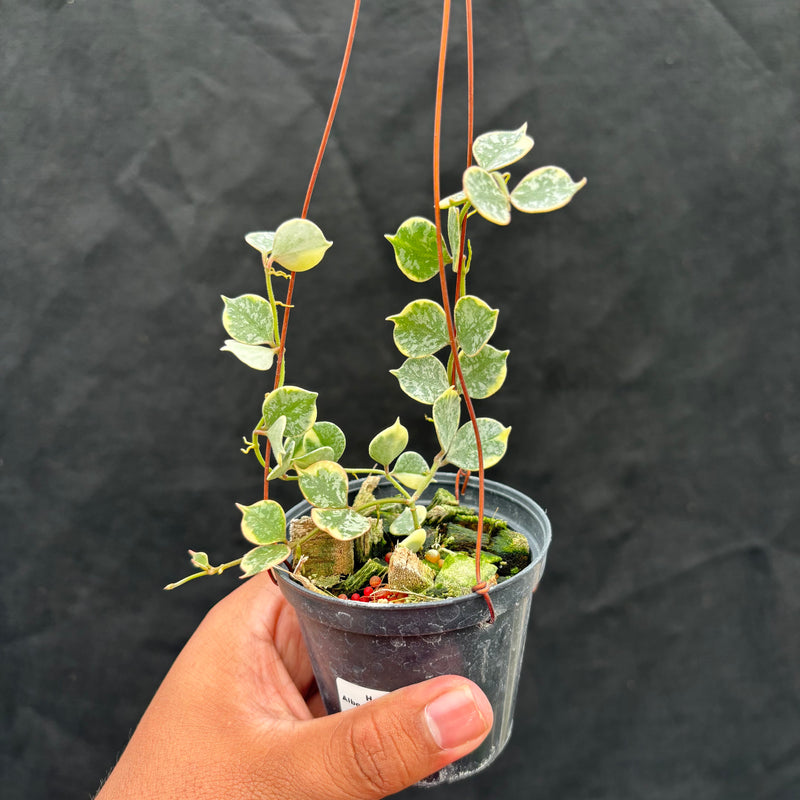 Hoya Curtisii Albomarginata "Tiara"