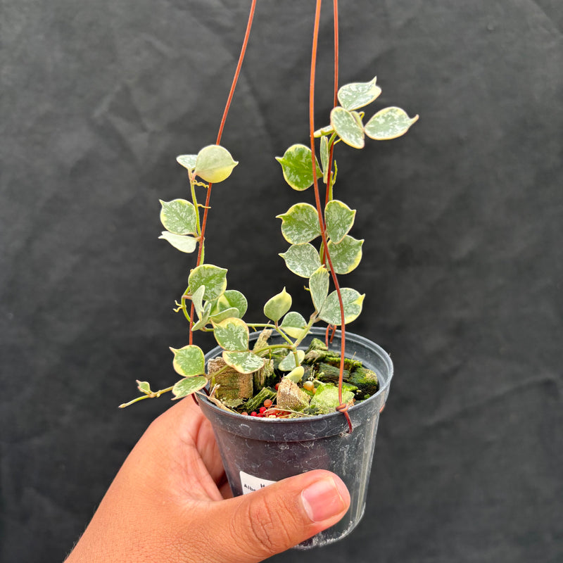 Hoya Curtisii Albomarginata "Tiara"
