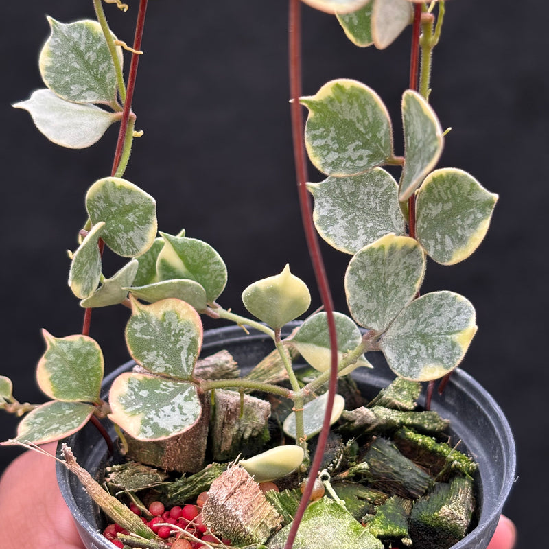 Hoya Curtisii Albomarginata "Tiara"