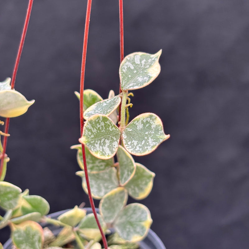 Hoya Curtisii Albomarginata "Tiara"