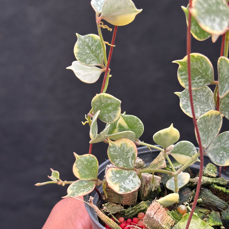 Hoya Curtisii Albomarginata "Tiara"