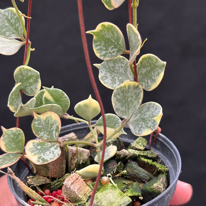 Hoya Curtisii Albomarginata "Tiara"