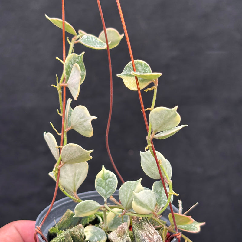 Hoya Curtisii Albomarginata "Tiara"