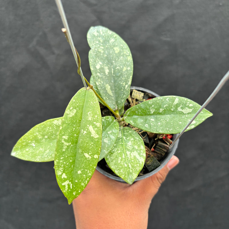 Hoya Buntokensis "Splash" VN-405