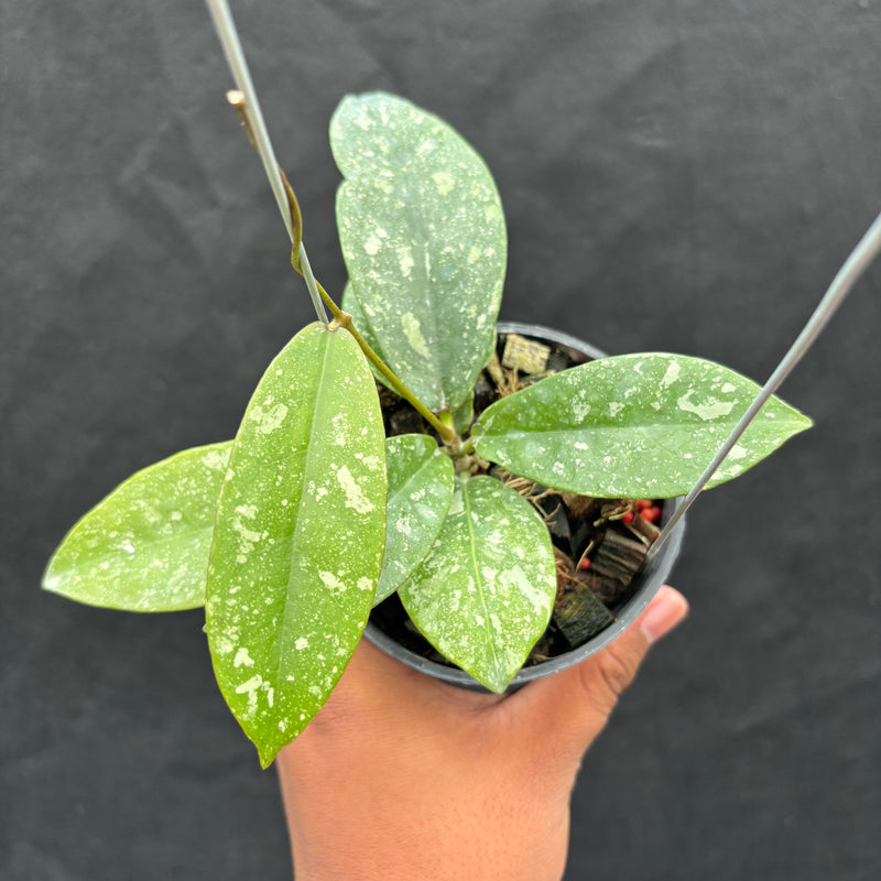 Hoya Buntokensis "Splash" VN-405