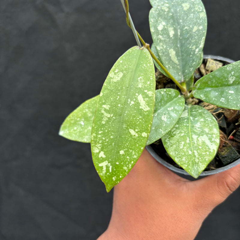 Hoya Buntokensis "Splash" VN-405