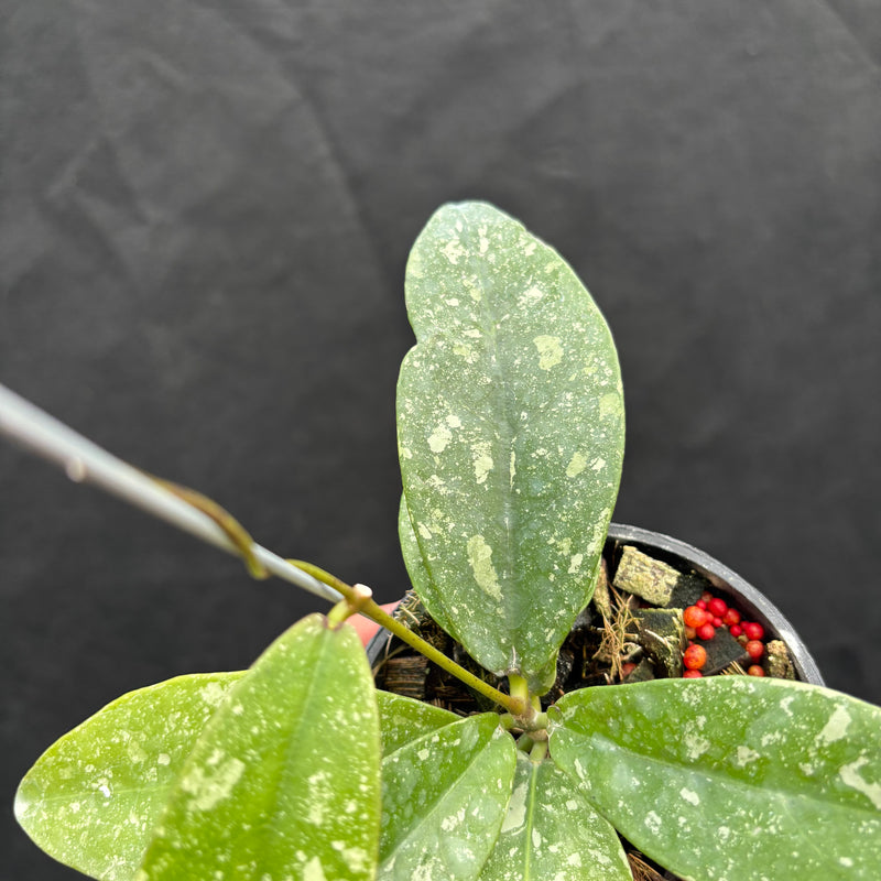 Hoya Buntokensis "Splash" VN-405