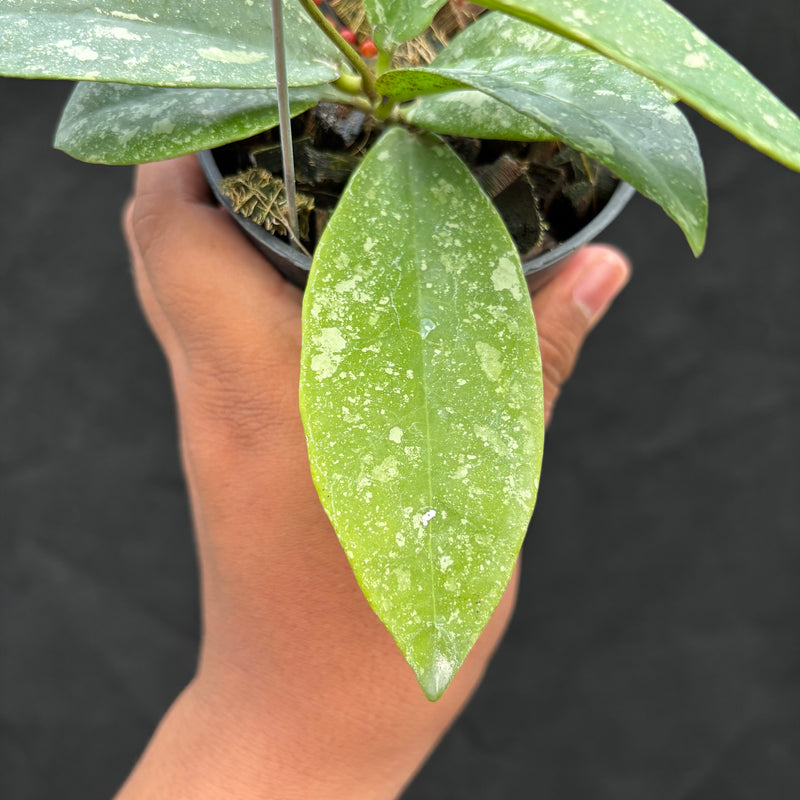 Hoya Buntokensis "Splash" VN-405