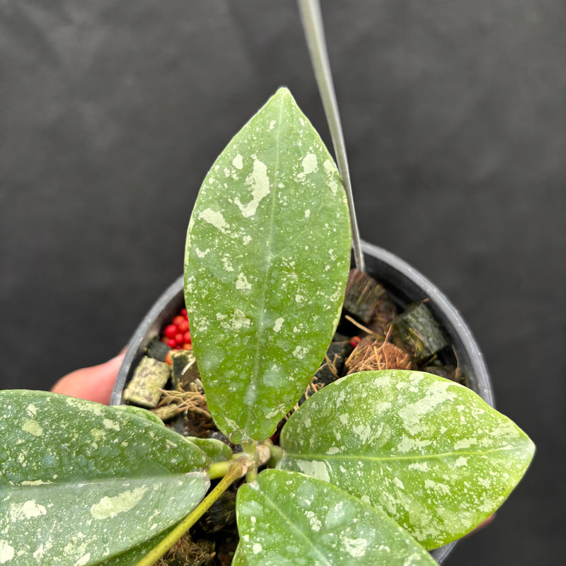 Hoya Buntokensis "Splash" VN-405