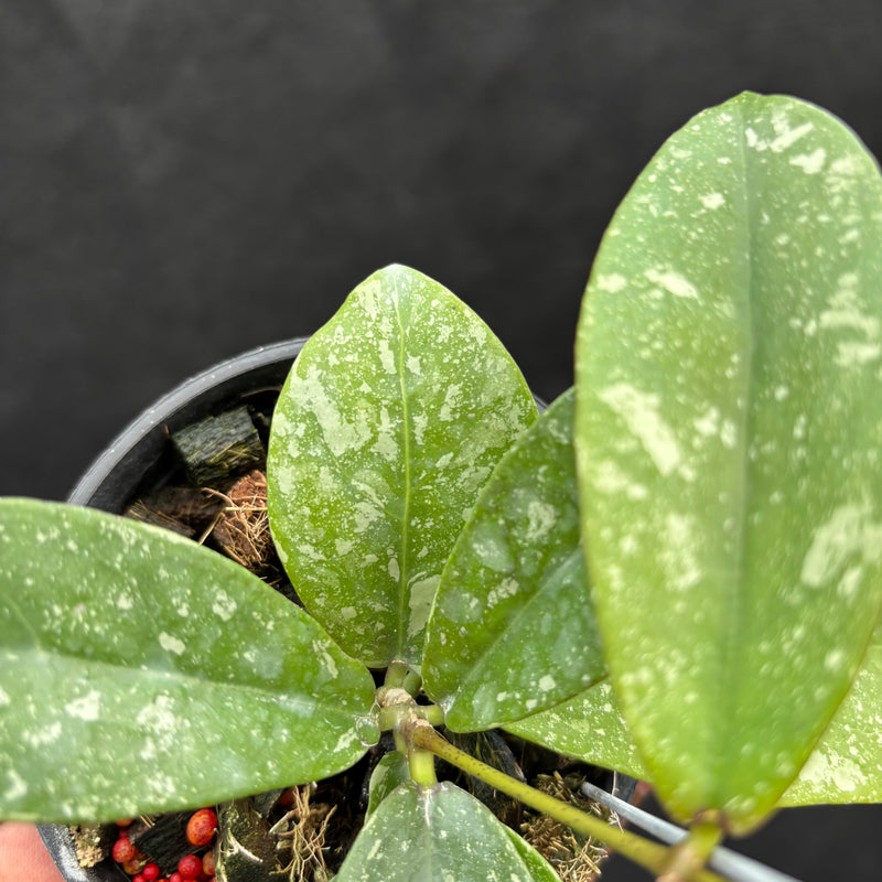 Hoya Buntokensis "Splash" VN-405