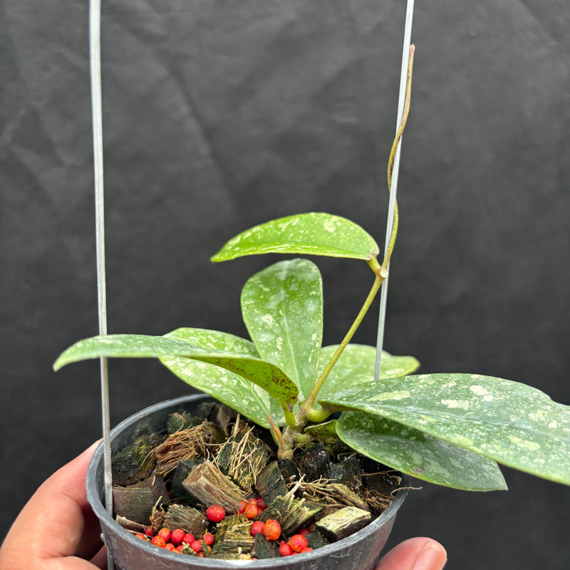 Hoya Buntokensis "Splash" VN-405