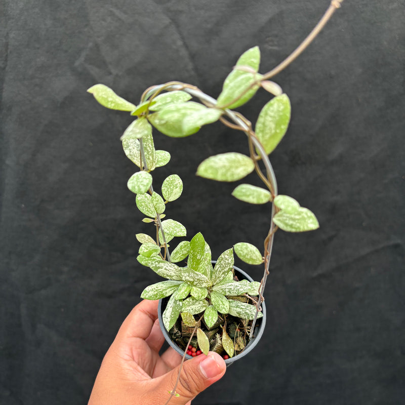 Hoya AFF Puber "High Splash"