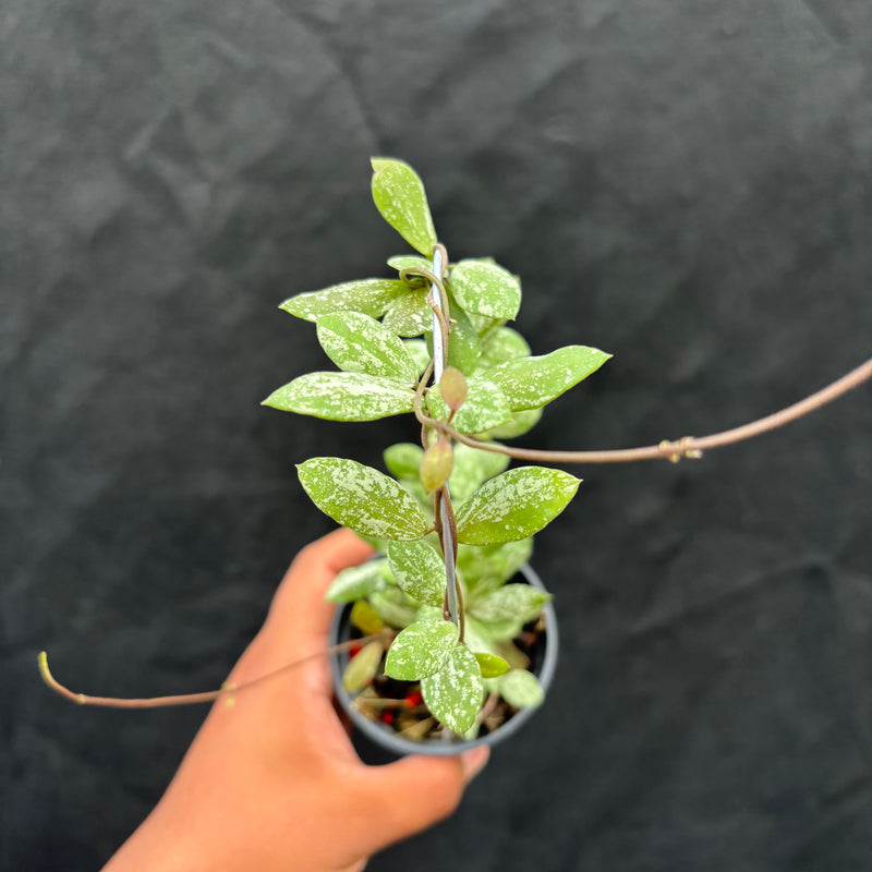 Hoya AFF Puber "High Splash"