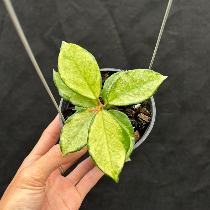 Hoya Carnosa "Freckles Splash" Mutated