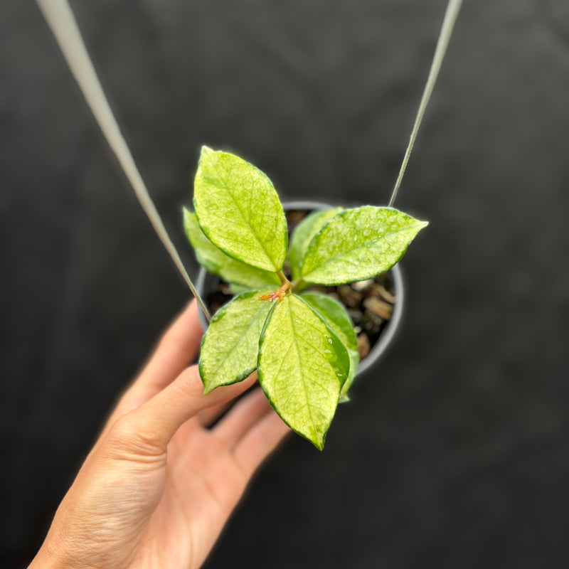 Hoya Carnosa "Freckles Splash" Mutated
