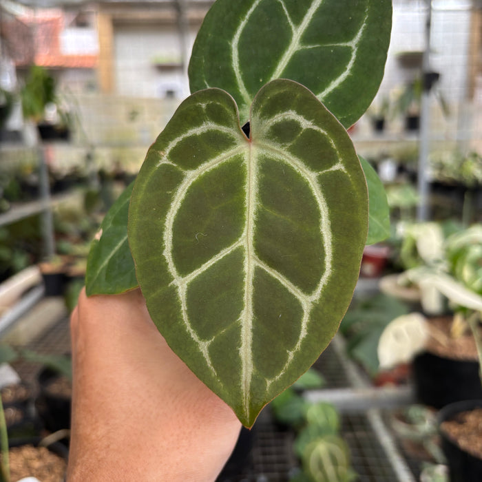 Anthurium Michelle x Forgetti Variegated