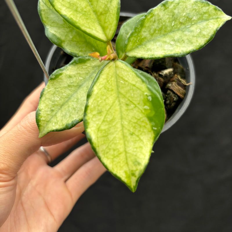 Hoya Carnosa "Freckles Splash" Mutated
