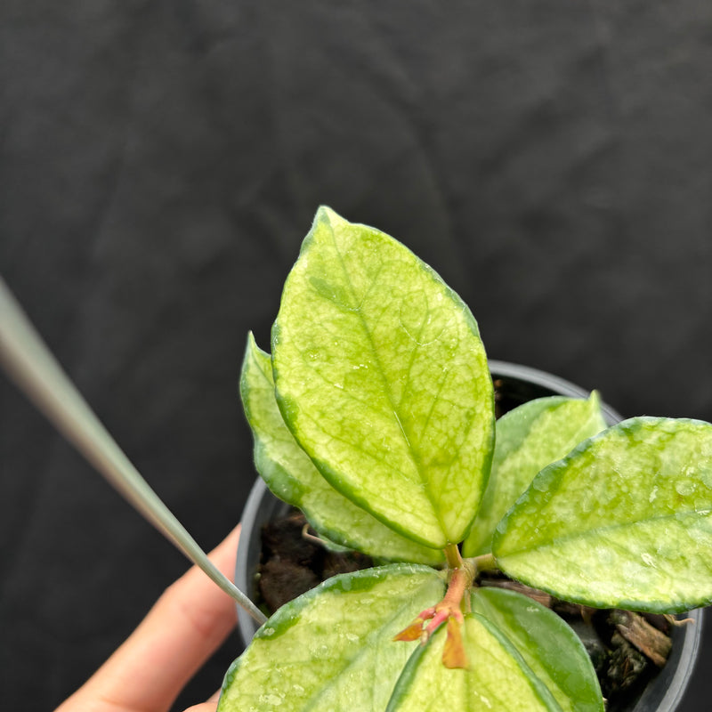 Hoya Carnosa "Freckles Splash" Mutated